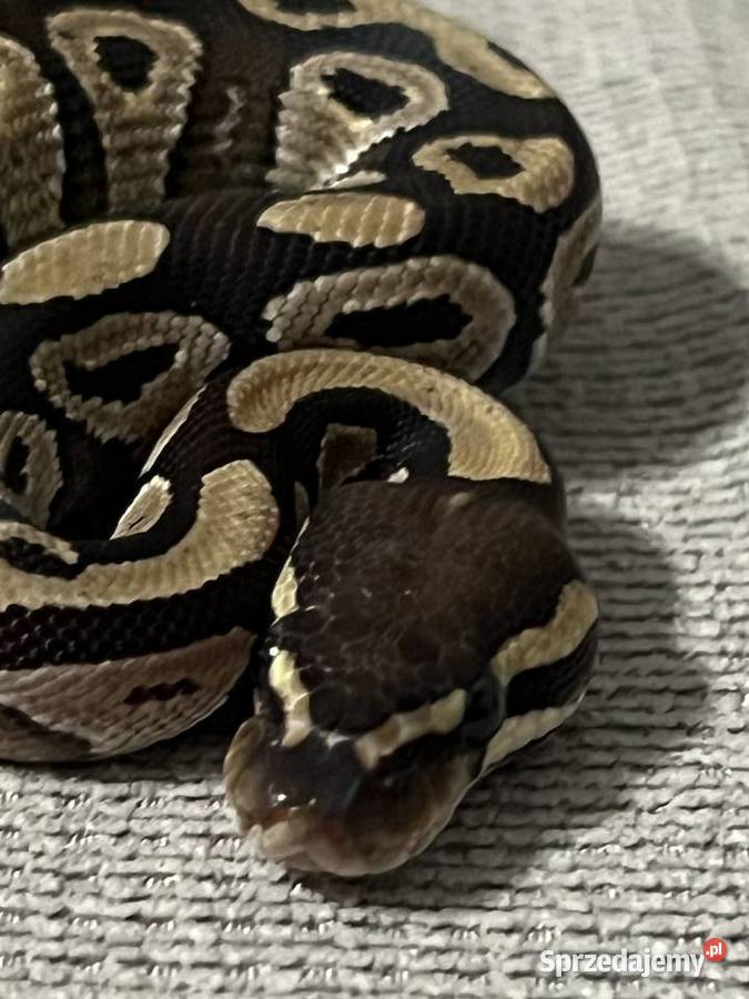 Pyton królewski Mojave poss het Clown samica Gady i płazy
