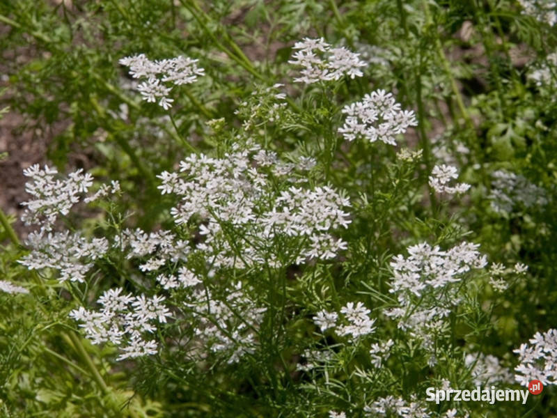 KOLENDRA SIEWNA Coriandrum sativum NASIONA 100g Nasiona Lubanie