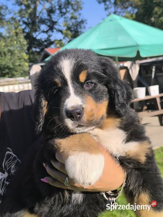Berneński Pies Pasterski dolnośląskie Kłodzko