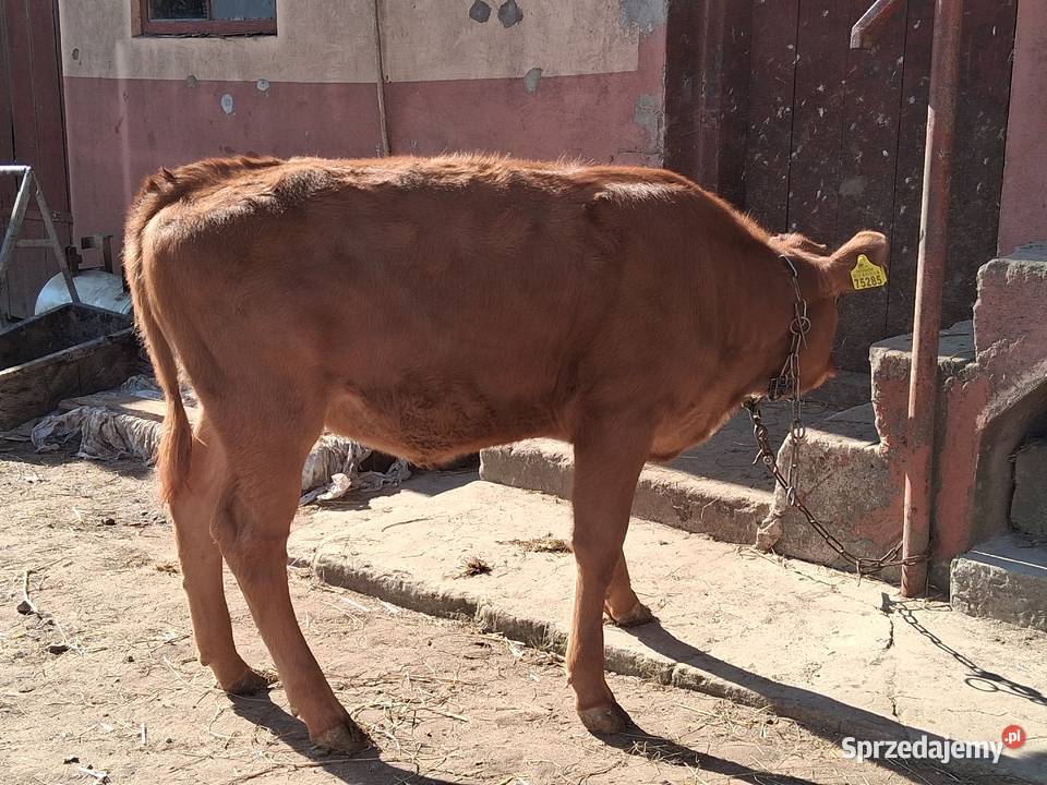 Jałówka mięsna Limusine świętokrzyskie Stary Solec