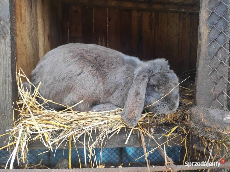 Króliki barany Francuskie Niebieskie Kozubszczyzna