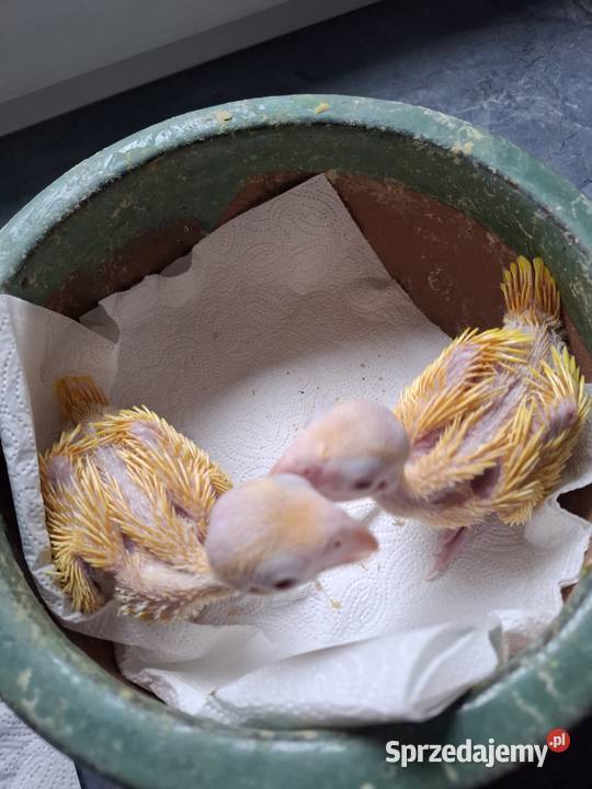 aleksandretty obrożne młode ręcznie karmione Bytom