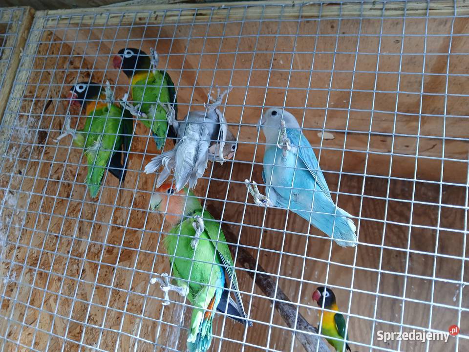 Sprzedam papugi nierozłączki Kuczki-Kolonia