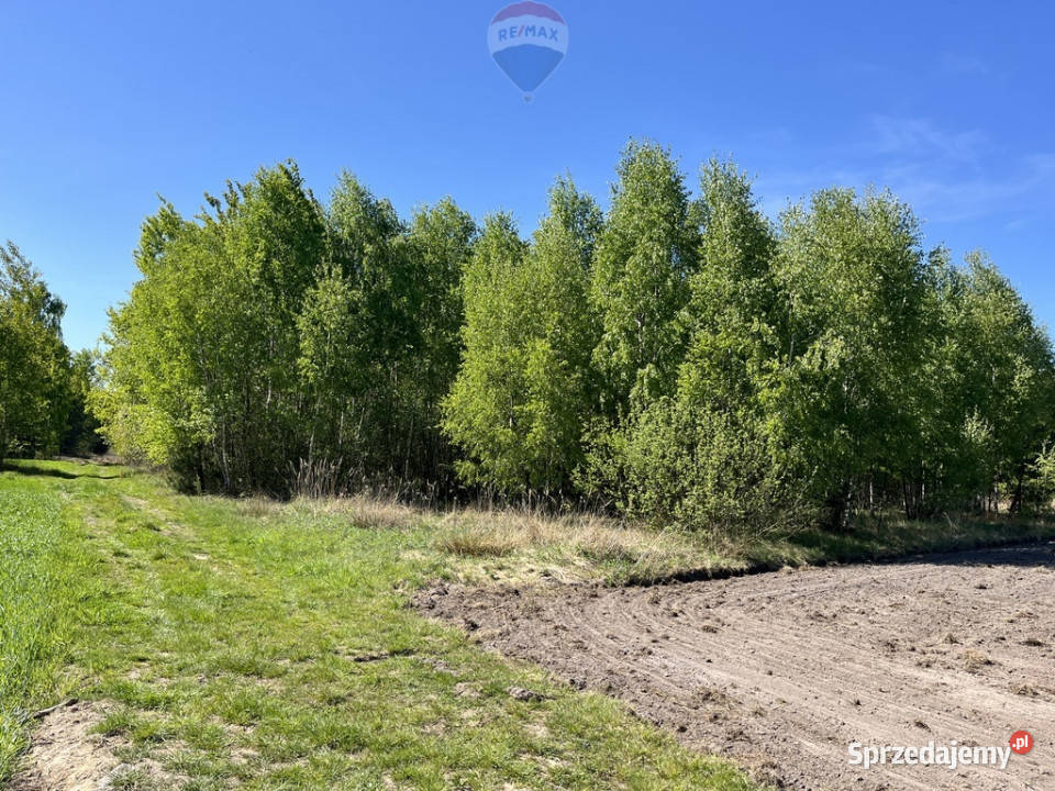 Działka rolna z samosiejkami Pustelnik