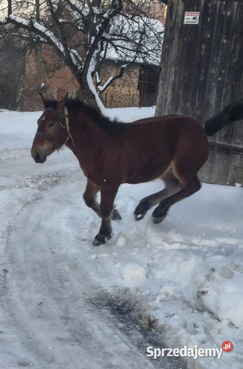 Sprzedam ogierka zimnokrwistego Jabłonka sprzedam