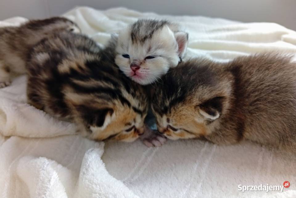 Cudowne Kocie Maleństwa Szkockie Szynszyle Brytyjski śląskie Katowice sprzedam