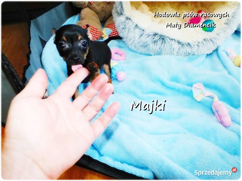 Maleńki Piesek MAJKI Pinczer miniaturowy Żary sprzedam