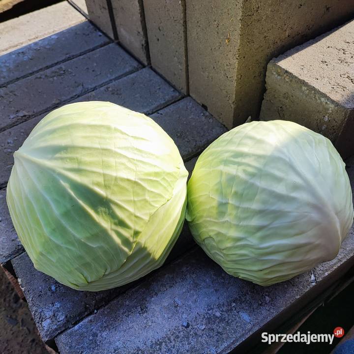 Kapusta biała z transportem mazowieckie Kozienice