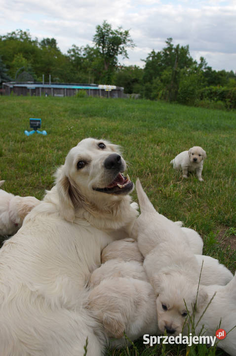 Golden Retriever szczeniaki z rodowodem Psy Włocławek sprzedam