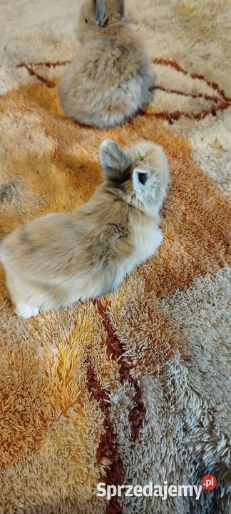 Króliczki miniaturki Mierzowice sprzedam