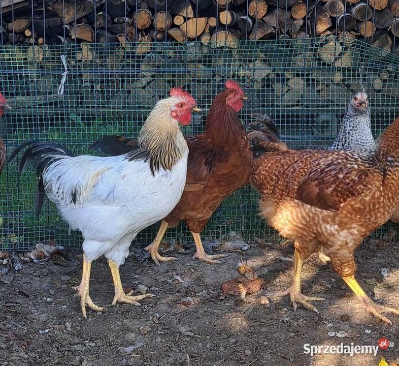 Koguty 2026 maj lubelskie Turobin