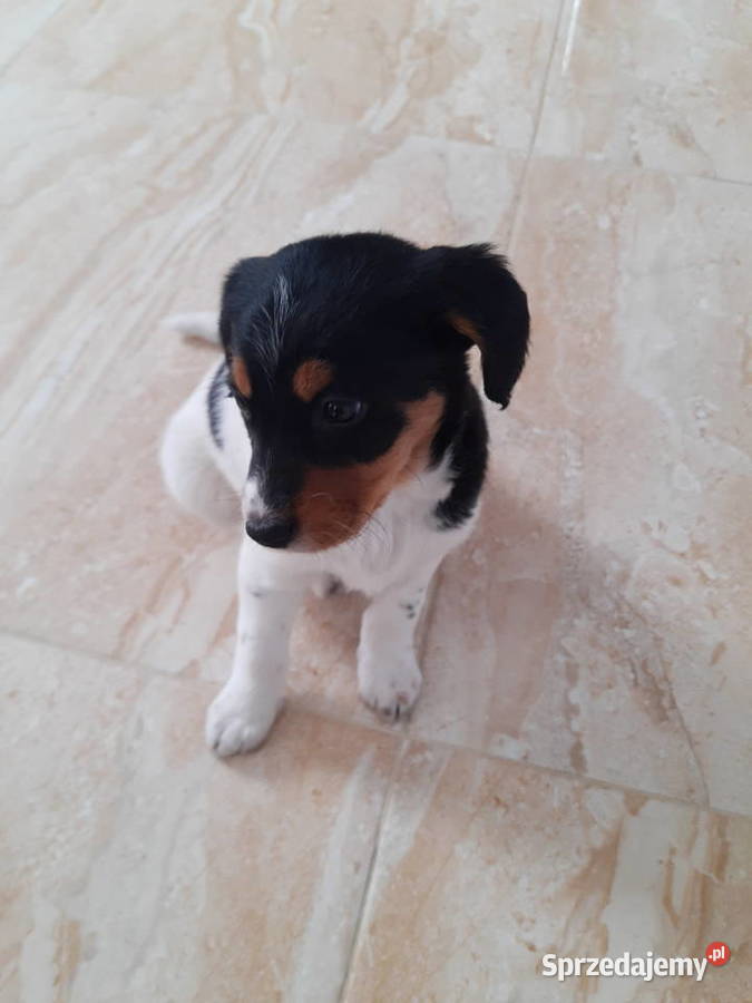 Jack Russell Terrier Zwierzyniec sprzedam