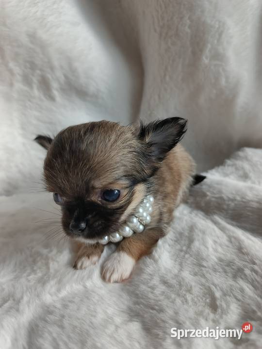 Chihuahua dziewczynka długowłosa Xd suczka Zwierzęta Inowrocław