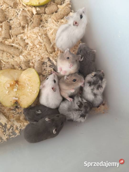 Chomik Dzungarski Jawor