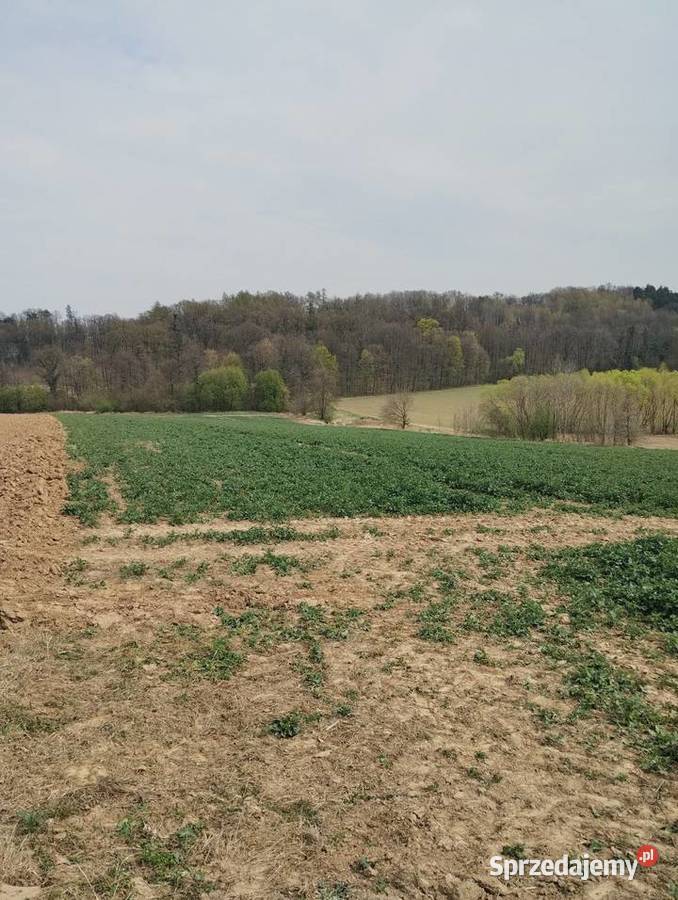 Grunty rolne Nieruchomości Koperniki