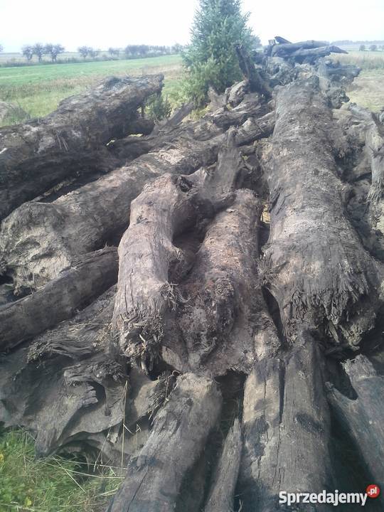 SPRZEDAM CZARNY DĄB 1000 M3 SUPER OKAZJA mazowieckie Kołbiel
