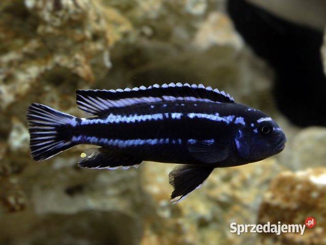Pyszczak Maingano Melanochromis Cyaneorhabdos Olsztyn