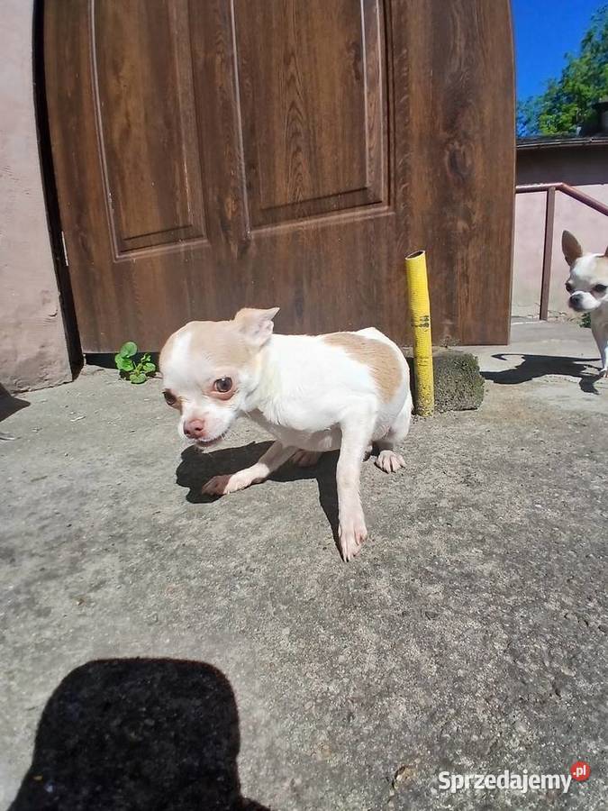 Sprzedam psa chihuahua wielkopolskie Kijaszkowo