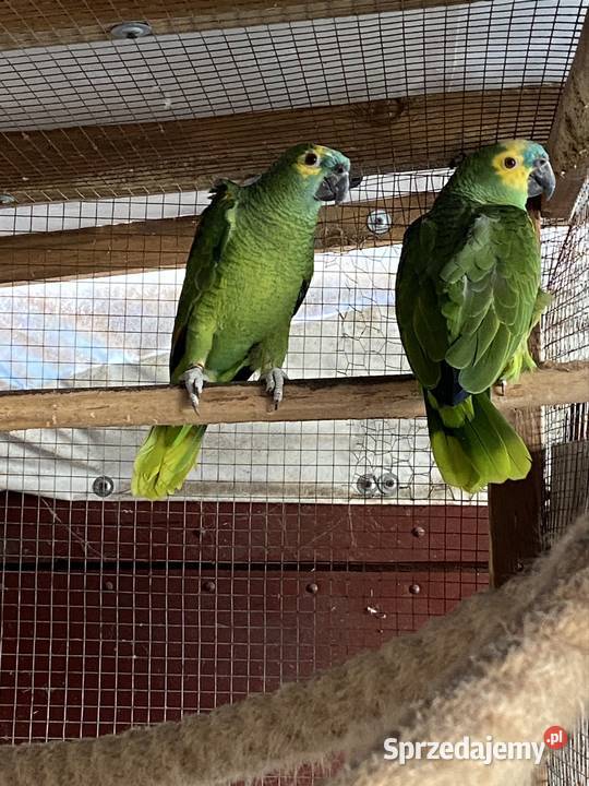 Para Amazonki niebieskoczelne Damasławek