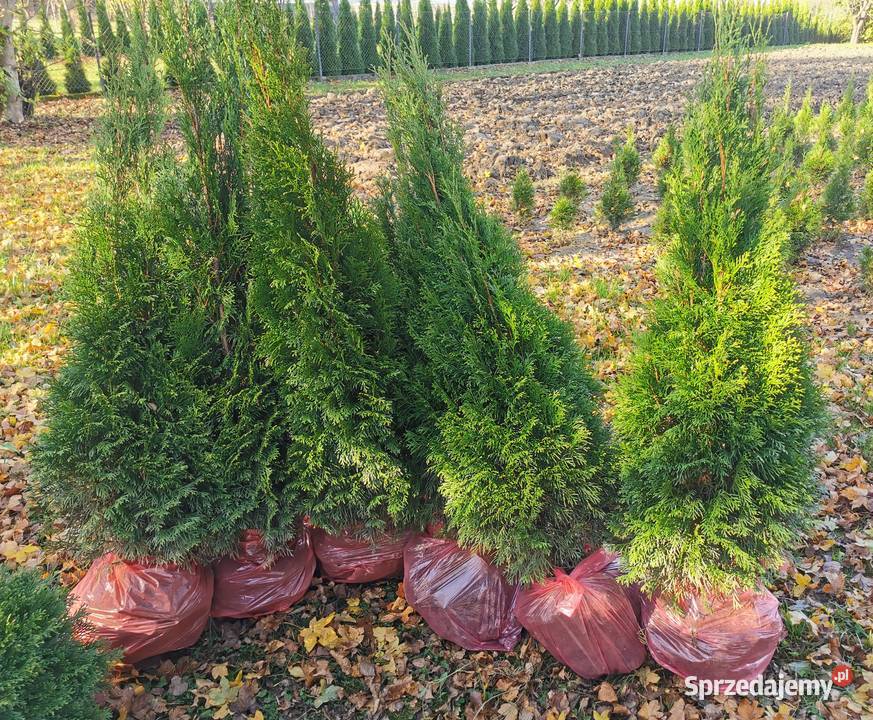 Tuje szmaragd 90 100 110 120 130 140 transport Kraków sprzedam
