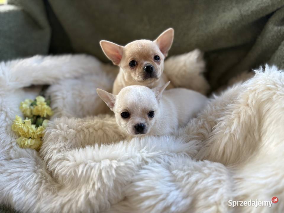 CHIHUAHUA PIĘKNE KRÓTKOWŁOSE SUNIE Warszawa sprzedam