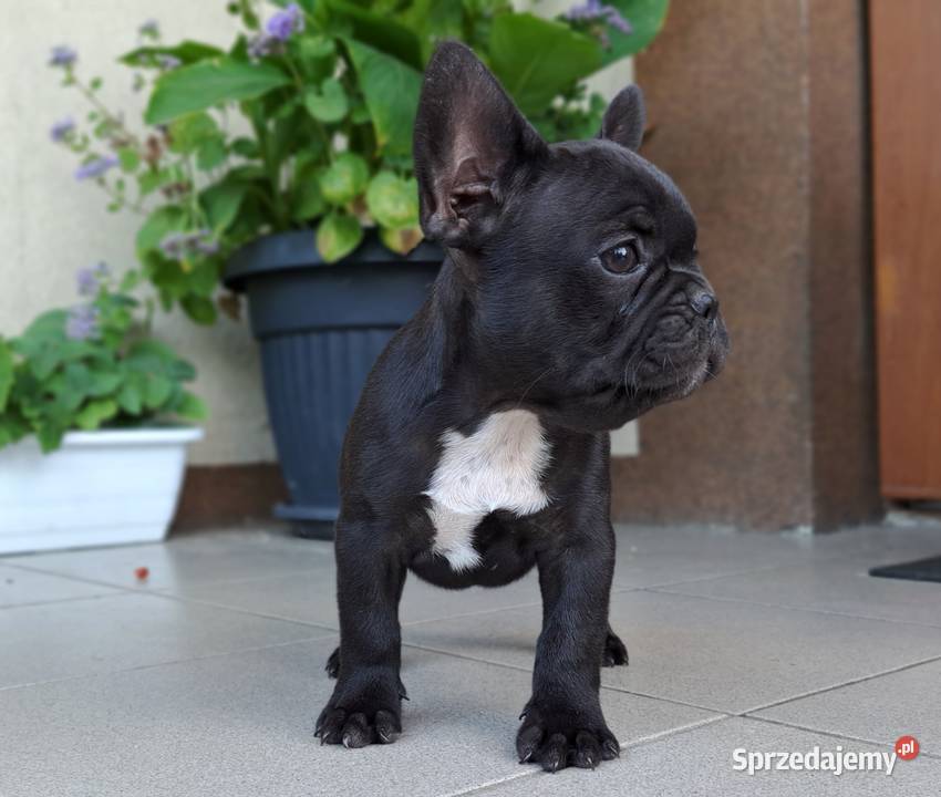 Buldog francuski sunia gotowy do odbioru Lublin sprzedam
