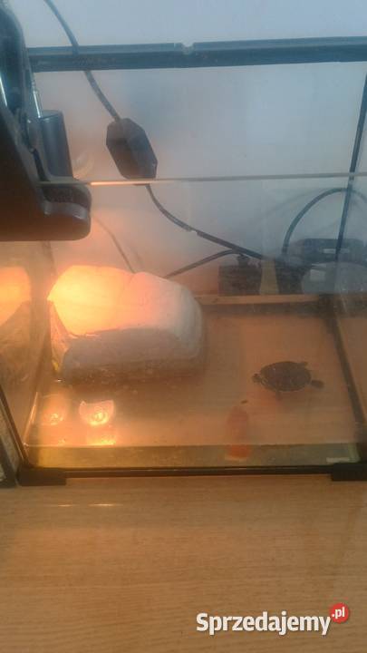 Żółw wodnolądowy Gady i płazy Leżajsk