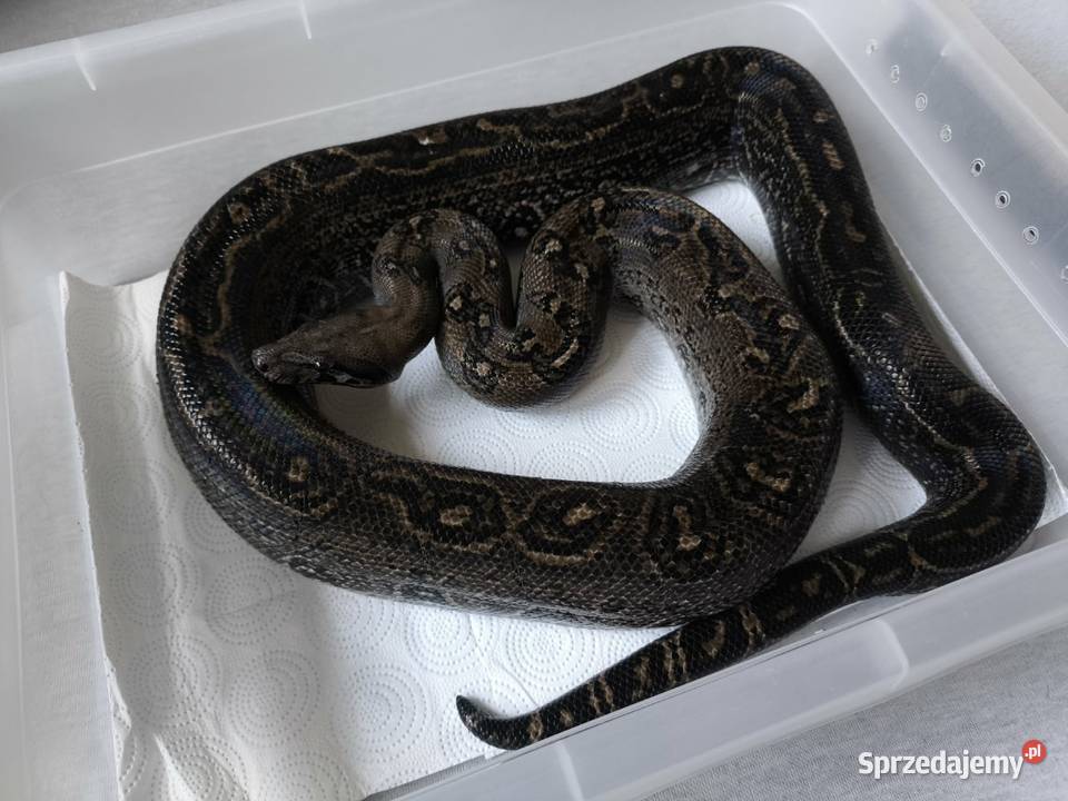 Boa constrictor Leopard Anery Type 2 samiec Siedlce