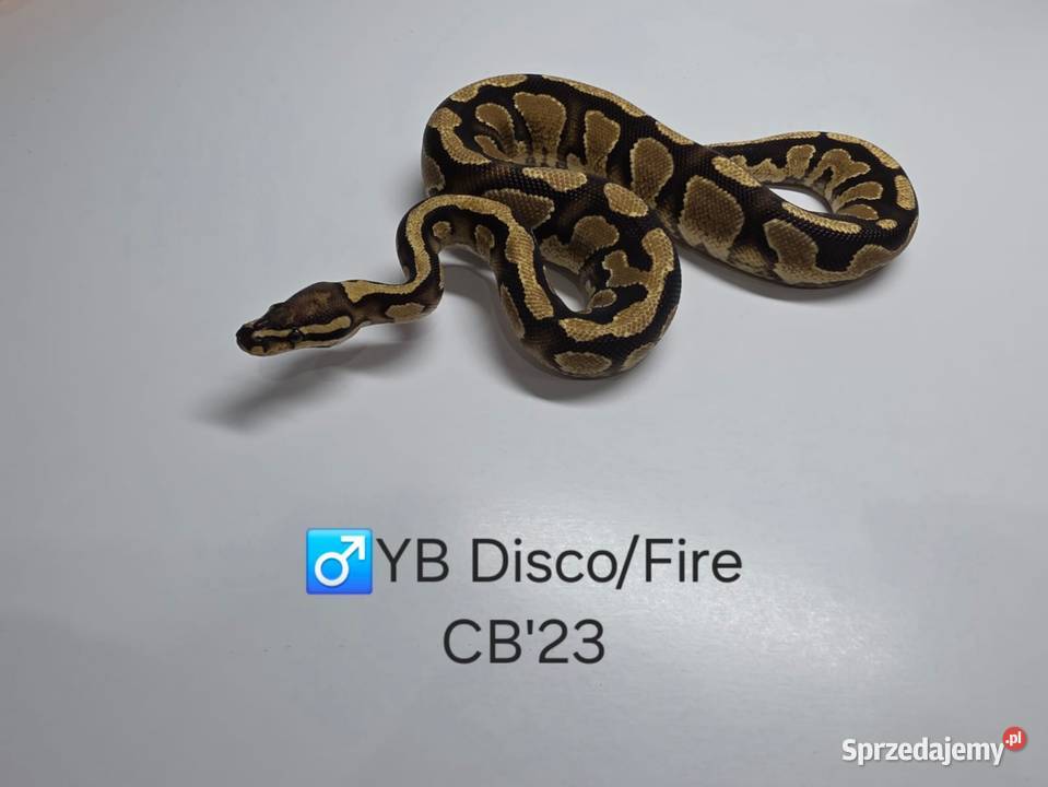 Pyton królewski regius samiec yb discofire Gady i płazy śląskie Zawiercie