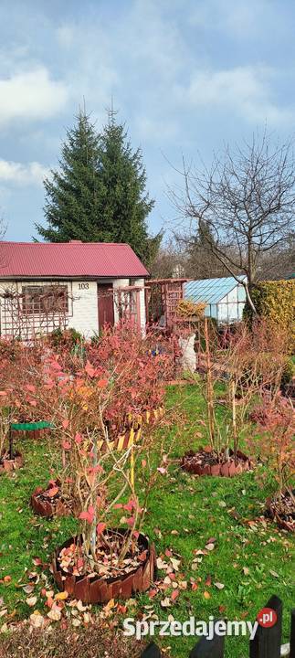 Nieruchomości działki rekreacyjne Skarżysko-Kamienna