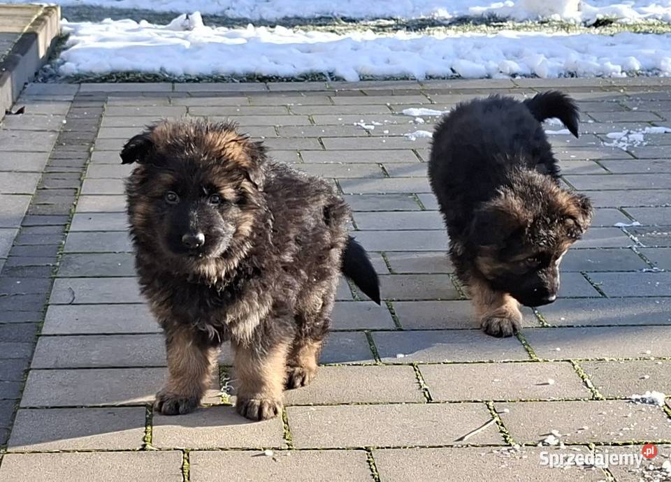 owczarek niemiecki długowłosy Owczarek Długołęka sprzedam