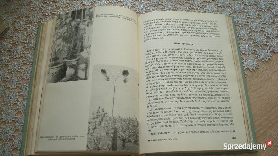 Gdy zakwitną jabłonie Pieniążek js Kruszwica