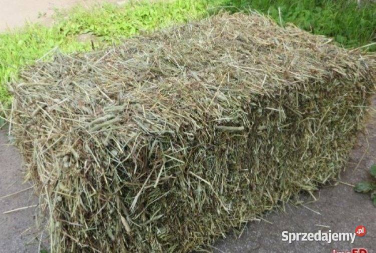 Siano w kostkach tegoroczne 250 sztuk Oblęgór