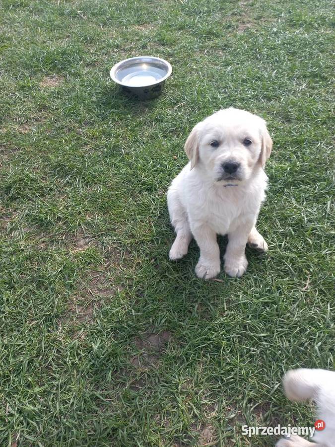 Golden Retriever szczeniaki lubelskie sprzedam