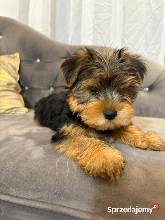 Yorkshire terrier piesek sunia Marki