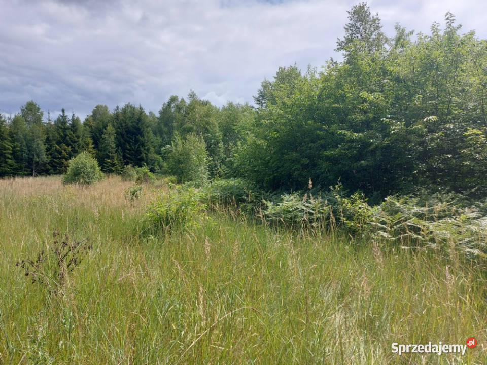 Działka 282 ha na sprzedaż Wiluki