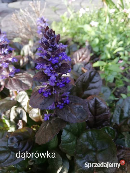 Dąbrówka rozłogowa bylina Jaworzno sprzedam