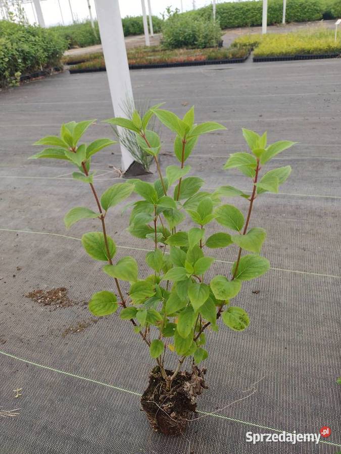 Hortensje bukietowe SADZONKI Wrocław