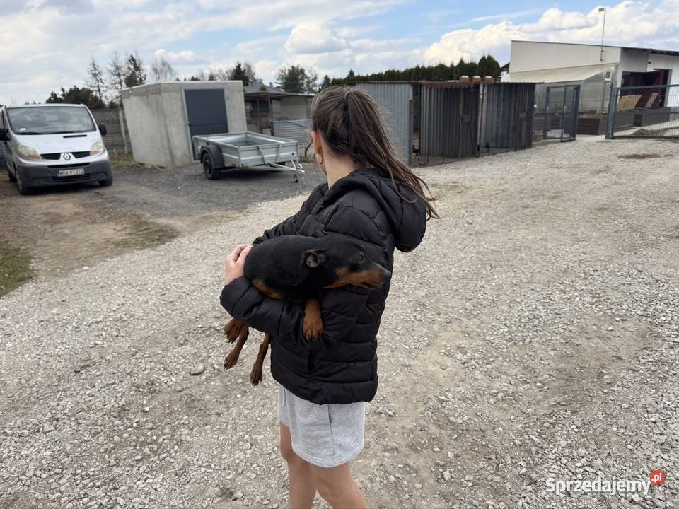 Pinczer potężny 65 krycie Radom usługa dla zwierząt