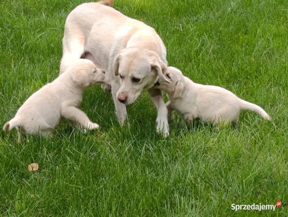 Labrador Milejowice