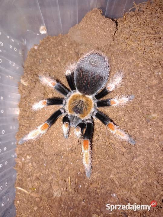Pająki brachypelma boehmei i hamorii Korzenna