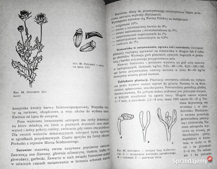 Poradnik plantatora ziół Antonina miękka Chełm