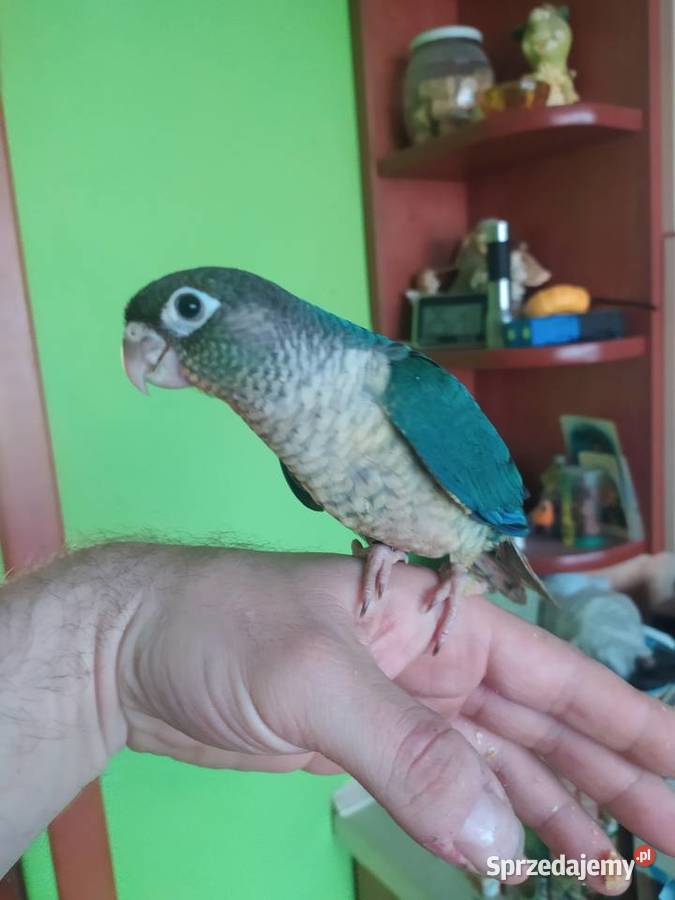 Papugi rudosterka ręcznie karmione