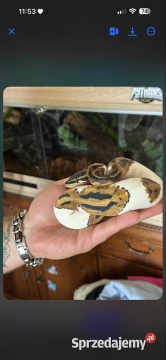 Pyton królewski mazowieckie Żyrardów