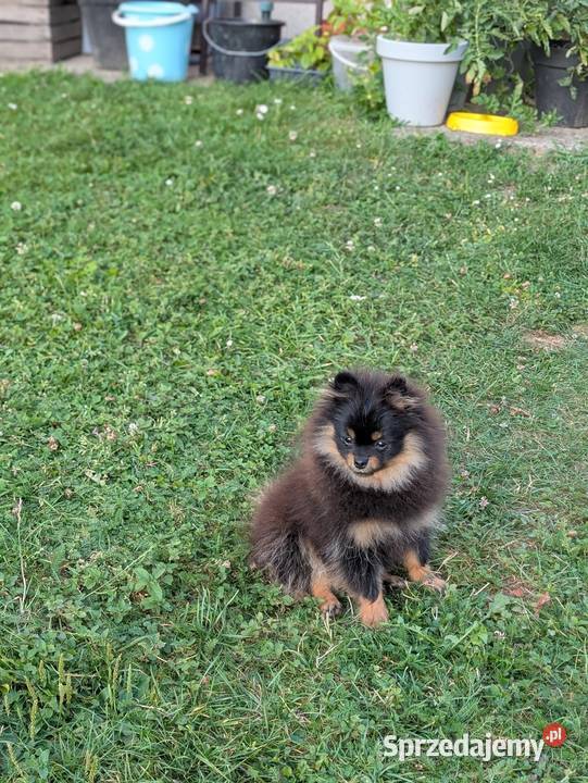 Pomeranian szpic miniatorowy