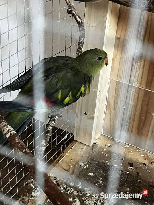 Księżniczka słoneczna papuga górska Berga