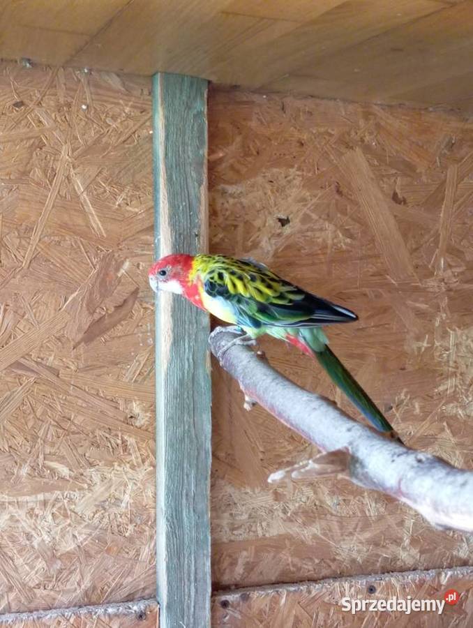 Rozelle białolice para lęgowa Zwierzęta sprzedam