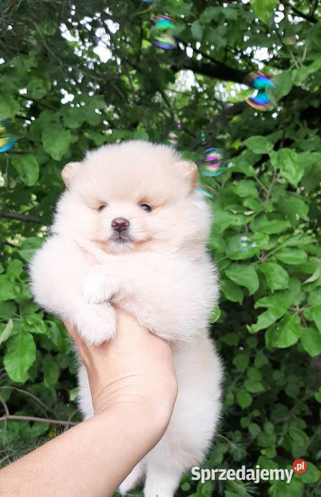 Szpic miniaturowy pomeranian dziewczynka Pabianice