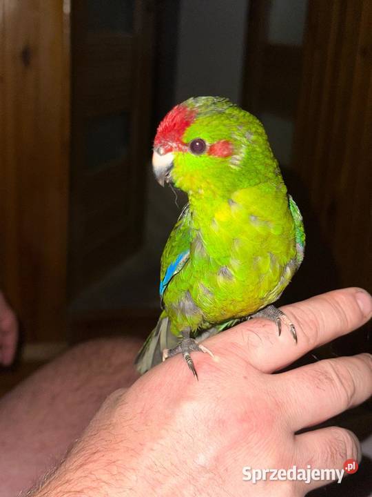 Ręcznie karmione papużki Modrolotki sprzedam Zgierz