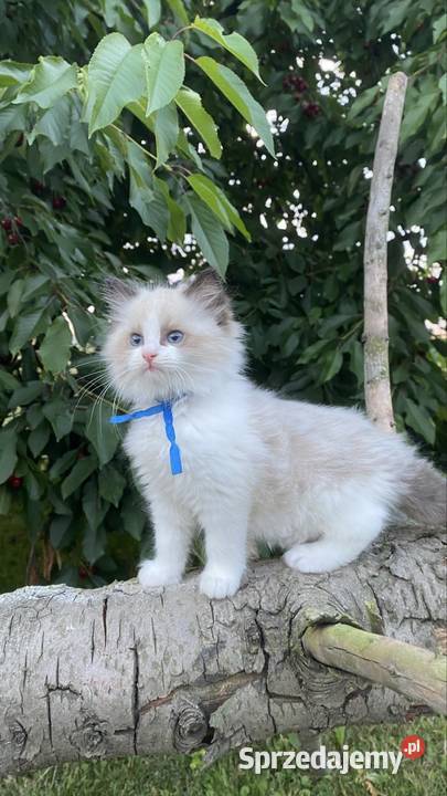 Kocurek ragdoll prawdziwy międzynarodowy rodowód